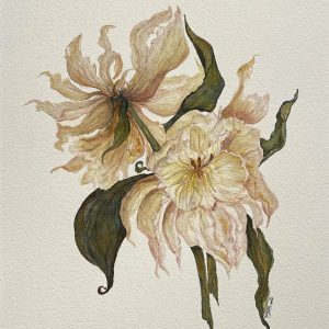 Dried Peonies