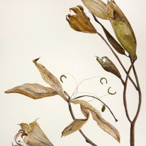 Kelly Edwards - Plucked for Possession