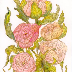 Kelly Edwards - Ranunculus