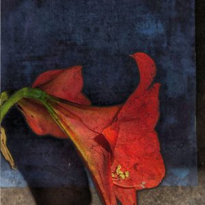 Lif Strand - Amaryllis