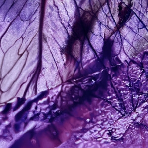 Ana Pedro - Myosotis in Violaceus