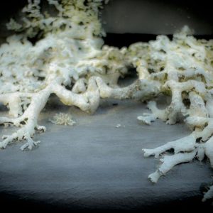 Phyllis Chadwick - Creeping Lace of Time